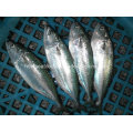 Indian Mackerel Fish for Sale